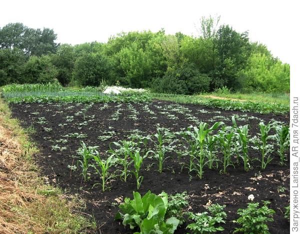 Совместные посадки и сидераты