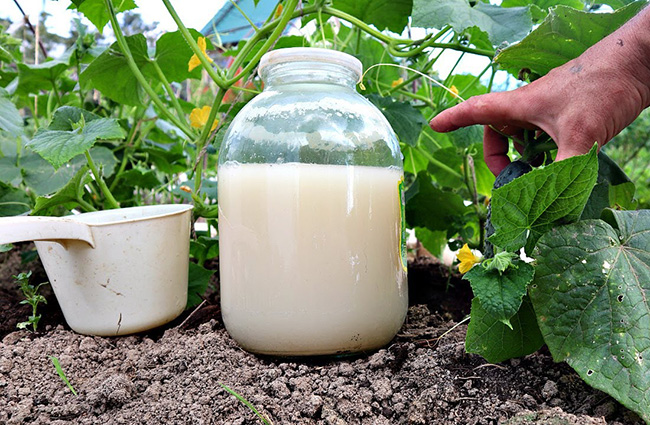 Дрожжевая подкормка